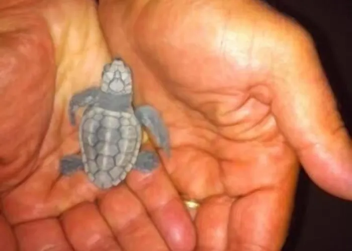 Aquamarine 公寓式酒店 4*